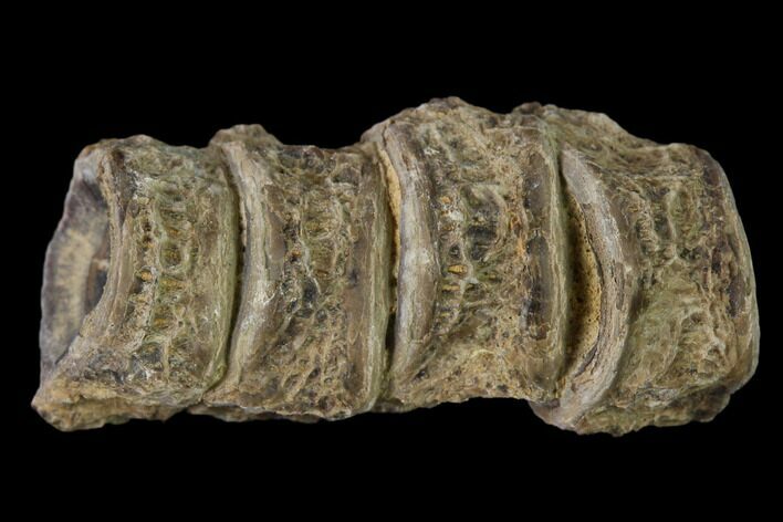 Fossil Fish (Ichthyodectes) Dorsal Vertebrae - Kansas #136480